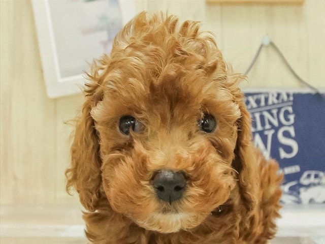 鳥取県のトイプードル(トイ) (ペッツワンFC鳥取店/2025年3月20日生まれ/男の子/レッド)の子犬